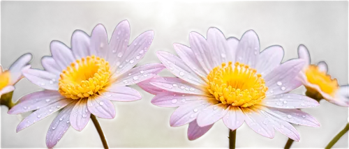 australian daisies,shasta daisy,pyrethrum,coneflowers,south african daisy,daisy flowers,marguerite daisy,african daisy,barberton daisies,cosmea,ox-eye daisy,pink daisies,leucanthemum,white daisies,african daisies,oxeye daisy,perennial daisy,daisies,crepis,daisy flower,Illustration,Abstract Fantasy,Abstract Fantasy 13