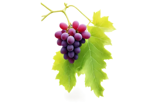 grapes icon,wine grape,wine grapes,table grapes,grapes,red grapes,purple grapes,grape vine,fresh grapes,wood and grapes,grape hyancinths,vineyard grapes,unripe grapes,currant decorative,vitis,grape seed extract,grapevines,bunch of grapes,grape turkish,blue grapes,Illustration,Realistic Fantasy,Realistic Fantasy 41
