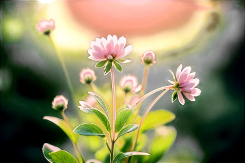 White clover, pink center, delicate petals, soft green stem, leaves with rounded tips, gentle swaying, morning dew, warm sunlight, shallow depth of field, 3/4 composition, soft focus, natural colors, 