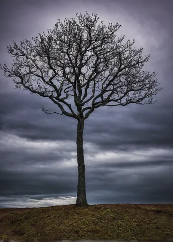 isolated tree,lone tree,celtic tree,bare tree,tree thoughtless,deciduous tree,rowan-tree,a tree,elm tree,old tree,old gnarled oak,rowan tree,oak tree,upward tree position,grey alder,seasonal tree,landscape photography,ash tree,dead tree,a young tree,Photography,Documentary Photography,Documentary Photography 24