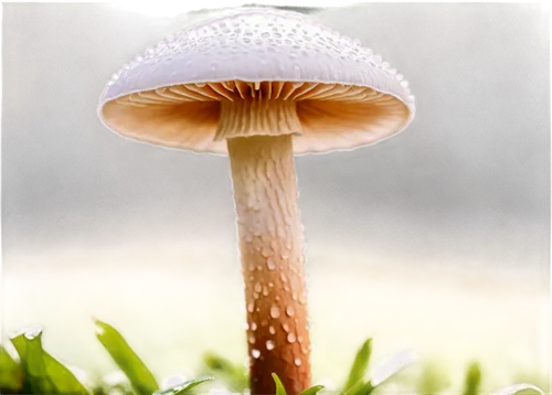 milkcap,conocybe,clitocybe,agarics,mycena,amanita,inocybe,agaric,forest mushroom,waxcap,hygrocybe,small mushroom,marasmius,mushroom landscape,basidiomycete,edible mushroom,basidiomycetes,psilocybe,agaricaceae,basidiomycota,Art,Artistic Painting,Artistic Painting 45