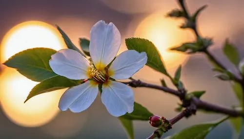 flower in sunset,dogwood flower,flower dogwood,flowering dogwood,apple tree flowers,apple tree blossom,night-blooming jasmine,apple blossoms,apple blossom branch,pear blossom,jasmine-flowered nightshade,plum blossom,white flower cherry,apple flowers,blossoming apple tree,amelanchier lamarckii,cherry flower,apple blossom,spring blossom,mock orange,Photography,General,Realistic