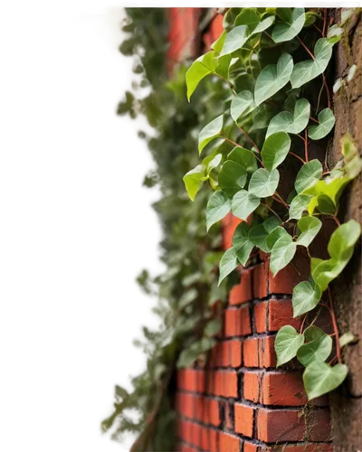 Wall, old brick, rusty red, ivy crawling, cracked surface, worn-out mortar, morning dew, soft sunlight, 3/4 composition, shallow depth of field, warm color tone, cinematic lighting.,an ivy growing ove