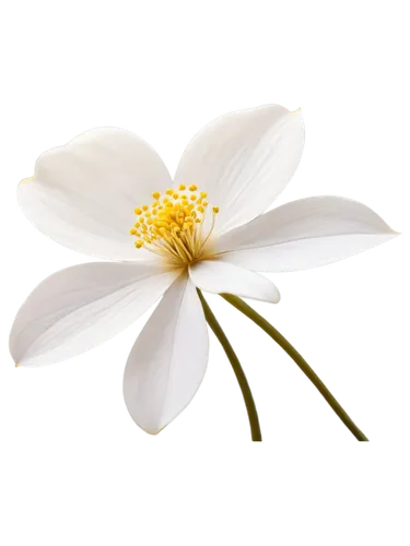 flowers png,the white chrysanthemum,anemone japonica,white chrysanthemum,minimalist flowers,wood anemone,white cosmos,star magnolia,flannel flower,camomile flower,white floral background,white flower,white magnolia,white anemones,japanese anemone,marguerite daisy,bush anemone,white flower cherry,wood anemones,anemone nemorosa,Illustration,Realistic Fantasy,Realistic Fantasy 44