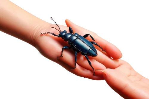 lucanus,redback,black beetle,ovipositor,arthropod,pedipalps,black ant,lucanus cervus,glossy black wood ant,carabus,miniopterus,arthropoda,forest beetle,nicrophorus,oviposit,latrodectus,miniata,cerambycidae,ixodes,lycaonia,Illustration,Realistic Fantasy,Realistic Fantasy 28