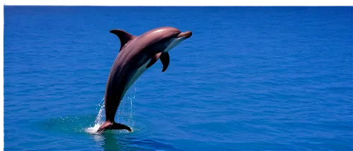 bottlenose dolphin,a flying dolphin in air,dolphin background,tursiops,dolphin swimming,dusky dolphin,bottlenose dolphins,northern whale dolphin,dolphin,tursiops truncatus,dolfin,delphinus,mooring dolphin,ballena,oceanic dolphins,ballenas,delfin,cetacean,the dolphin,porpoise,Illustration,Realistic Fantasy,Realistic Fantasy 07