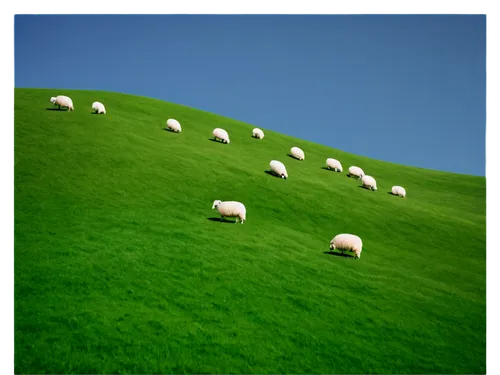 Rolling hills, green pasture, white sheep, fluffy fur, grazing, peaceful atmosphere, sunny day, clear blue sky, few white clouds, gentle breeze, 3/4 composition, shallow depth of field, warm color ton