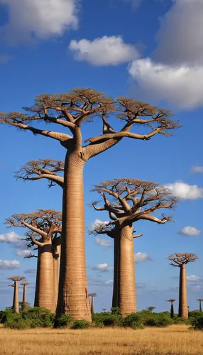 adansonia,baobab oil,argan trees,namibia nad,madagascar,argan tree,canarian dragon tree,samburu,tree of life,yoshua tree national park,silk tree,tree toppers,trumpet tree,jacaranda trees,eritrea,east africa,africa,arid land,arid landscape,botswana,Photography,Fashion Photography,Fashion Photography 14