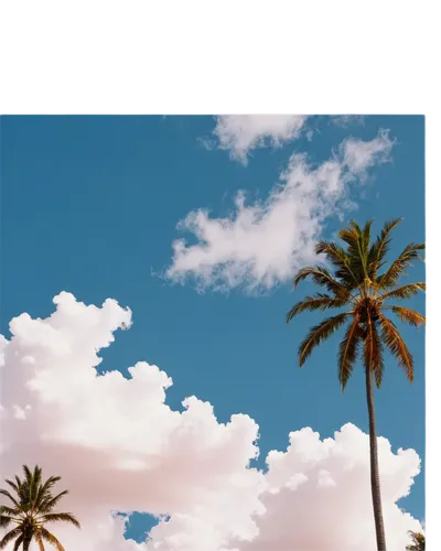 summer sky,summer background,palm tree vector,palm tree,palm trees,bluesky,palm,palmtrees,blue sky clouds,palms,blue sky,palmtree,palm forest,clear sky,blue sky and clouds,landscape background,coconut trees,partly cloudy,derivable,cloudy sky,Photography,Black and white photography,Black and White Photography 05