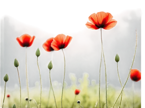 poppy flowers,red poppies,mohn,red poppy,poppies,klatschmohn,poppy flower,poppy fields,poppy field,flower background,orange poppy,papaver,poppy anemone,poppy plant,tulip background,a couple of poppy flowers,papaver orientale,corn poppies,red poppy on railway,field of poppies,Illustration,Abstract Fantasy,Abstract Fantasy 03