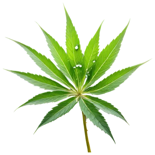 custody leaf,cannabidiol,mape leaf,green leaf,cannabinol,foliage leaf,jungle leaf,mugwort,medicinal plant,tropical leaf,weed,fan leaf,green congo,four-leaf,marijuiana,cannareccione,mint leaf,maple foliage,japanese mugwort,broadleaf,Illustration,Realistic Fantasy,Realistic Fantasy 30