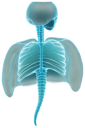 scoliosis,spondylitis,corticospinal,sacroiliac,mediastinum,intervertebral,spinal,osteopath,lumbar,osteopathy,diaphragmatic,osteoporotic,metathorax,intraperitoneal,syringomyelia,myelopathy,osteopaths,kyphosis,cervical spine,prothorax,Art,Artistic Painting,Artistic Painting 02