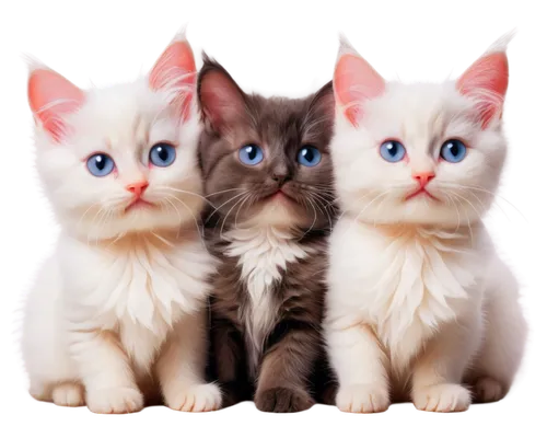 blue eyes cat,cat with blue eyes,georgatos,siamese cat,catterns,kittens,siamese,toxoplasmosis,two cats,kittenish,cute cat,breed cat,baby cats,kits,white cat,gatos,blue eyes,vintage cats,european shorthair,cat image,Art,Artistic Painting,Artistic Painting 36