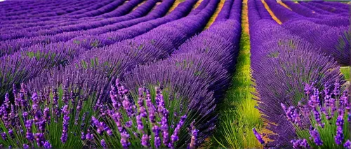 lavender painting - photo #26,lavender fields,lavender field,lavander,lavenders,lavender cultivation,the lavender flower,lavender flower,lavender flowers,lavandula,lavendar,french lavender,english lav