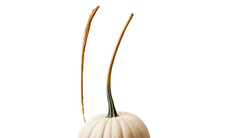 persian onion,bulgarian onion,head of garlic,welsh onion,elephant garlic,chinese garlic,cultivated garlic,garlic bulb,clove garlic,allium giganteum,hardneck garlic,onion bulbs,pointed gourd,allium,giant allium,clove of garlic,spring onion,allium siculum,enokitake,scallion,Photography,Fashion Photography,Fashion Photography 18