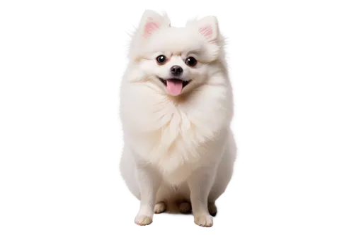 samoyedic,samoyed,pomeranian,shoob,huichon,white dog,gongju,pomeranians,atka,kishu,dog photography,transparent background,cheerful dog,daimyo,inu,hawo,dog frame,dog pure-breed,suri,portrait background,Illustration,Black and White,Black and White 23