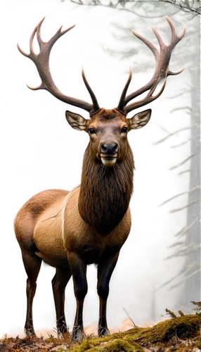 elk,stag,whitetail,red deer,antlered,elk bull,blacktail,wapiti,bull elk resting,deer illustration,antler velvet,male deer,cervus elaphus,forest animal,antler,baratheon,barathea,whitetail buck,faune,european deer,Illustration,Black and White,Black and White 18