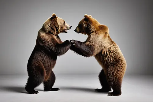 bear market,brown bears,bear cubs,sparring,bears,fight,grizzlies,the bears,striking combat sports,mixed martial arts,savate,fighting,mongolian wrestling,valentine bears,arm wrestling,chess boxing,grappling,anthropomorphized animals,arguing,jeet kune do,Photography,Fashion Photography,Fashion Photography 05