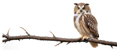 saw-whet owl,short eared owl,siberian owl,glaucidium,eurasian pygmy owl,sparrow owl,long-eared owl,longspur,eared owl,eurasian eagle-owl,american kestrel,phalarope,kestrel,bird on branch,little owl,killdeer,hawk owl,eastern grass owl,eurasia eagle owl,harp of falcon eastern,Illustration,Realistic Fantasy,Realistic Fantasy 06