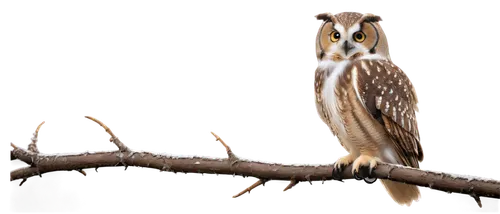 Perched owl, nocturnal bird, wise eyes, white feathers, brown wings, sharp talons, sitting on branch, moonlit night, misty atmosphere, 3/4 composition, shallow depth of field, soft bokeh, cinematic li