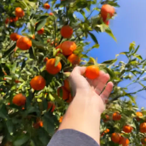 calamondin,persimmon tree,tangerine fruits,orange climbing plant,vine tomatoes,picking vegetables in early spring,ripening process,orange tree,fruit trees,grape tomatoes,tangerine tree,tangerines,pers