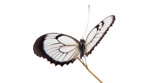 glass wing butterfly,butterfly isolated,isolated butterfly,hesperia (butterfly),white butterfly,black-veined white butterfly,cupido (butterfly),butterfly white,limenitis,papillon,butterfly vector,heliconius hecale,butterfly wings,checkered white,passion butterfly,papilio,flutter,melanargia,french butterfly,papilio machaon,Photography,Documentary Photography,Documentary Photography 08