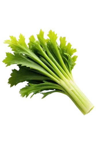 Fresh green celery, vertical posture, solo, leafy greens, crunchy texture, water droplets on leaves, natural light, soft focus, shallow depth of field, 3/4 composition, warm color tone.,chinese celery