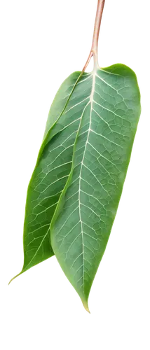 mape leaf,walnut leaf,bay-leaf,magnolia leaf,foliage leaf,custody leaf,bay leaf,fan leaf,bo leaf,fig leaf,tree leaf,tropical leaf,chestnut leaf,coconut leaf,terminalia catappa,morinda citrifolia,leaf,gum leaves,laulau,round leaved liverleaf,Illustration,Realistic Fantasy,Realistic Fantasy 09