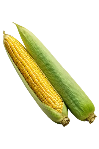 maize,corn,sweet corn,corn kernels,corn on the cob,sweetcorn,playcorn,winter corn,corn salad,forage corn,corn ordinary,cob,ears of corn,cornales,ornamental corn,grain ears,creamed corn,kernels,corn straw,corn field,Art,Classical Oil Painting,Classical Oil Painting 33