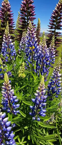 Lupine are a very common flower in Iceland during the month of June,lupines,lupins,lupine,grape hyacinths,grape hyacinth,jasione montana,blue grape hyacinth,lupinus mutabilis,flowers png,blue bonnet,t