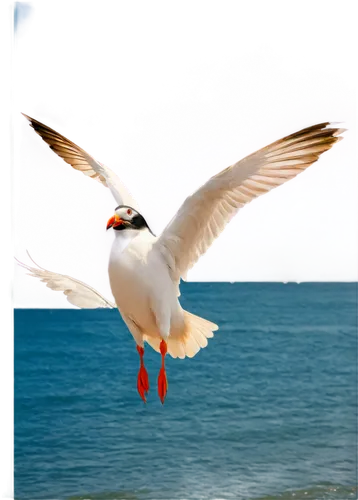 tern bird,seagull in flight,arctic tern,flying tern,flying common tern,tern flying,caspian tern,seagull flying,common tern,seagull,fairy tern,tern,royal tern,indian sea gull,large white-headed gull,bird in flight,sea gull,black-headed gull,whiskered tern,bird flying,Illustration,Japanese style,Japanese Style 11