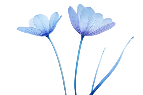 flowers png,cyanus cornflower,anemone blanda,minimalist flowers,blue petals,himilayan blue poppy,harebell,blue flower,cornflower,blue flowers,blue anemone,flax-leaved tulip,agapanthus,linum bienne,flower illustrative,blue flax,lisianthus,gentians,windflower,blue daisies,Illustration,Realistic Fantasy,Realistic Fantasy 11