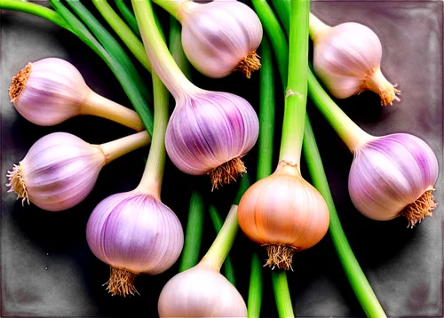 Garlic bulbs, multiple cloves, white skin, green shoots, detailed texture, glossy surface, studio lighting, shallow depth of field, macro shot, 1/2 composition, warm color tone, realistic rendering.,g