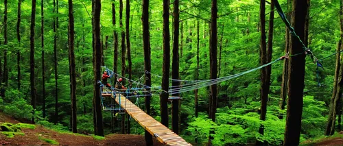 Describe the thrill of navigating a high ropes course in the middle of a dense forest.,canopy walkway,hanging bridge,tree top path,rope bridge,zipline,zip line,inca rope bridge,rope climbing,suspensio