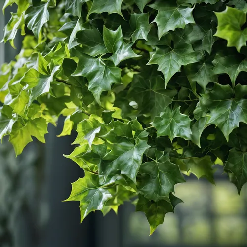 intensely green hornbeam wallpaper,hornbeam hedge,holly leaves,hornbeam,gum leaves,green leaves,oak leaves,maidenhair tree,maple foliage,thunberg's fan maple,green foliage,leaf green,ginkgo biloba,tree leaves,leaf border,leaf maple,leaves,foliage leaves,climbing plant,oakleaf hydrangea,Photography,General,Natural