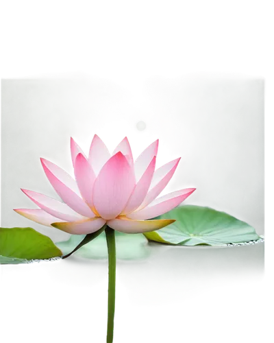 blooming lotus,pink water lily,lotus on pond,lotus blossom,lotus flowers,lotus flower,water lily flower,water lotus,flower of water-lily,water lily,waterlily,stone lotus,lotus ffflower,pink water lilies,pond flower,lotus,water lilly,lotus png,lotuses,lotus pond,Illustration,Realistic Fantasy,Realistic Fantasy 41