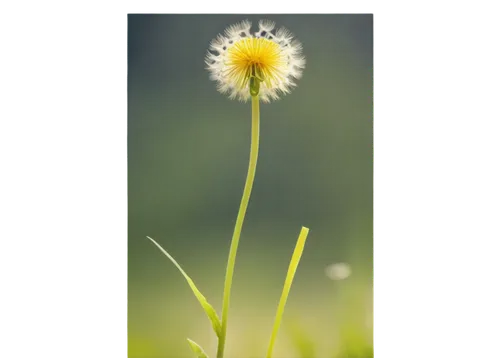 Yellow dandelion, fluffy seeds, delicate petals, green stem, gentle sway, soft focus, warm sunlight, shallow depth of field, 3/4 composition, close-up shot, natural lighting, vibrant color tone.,commo