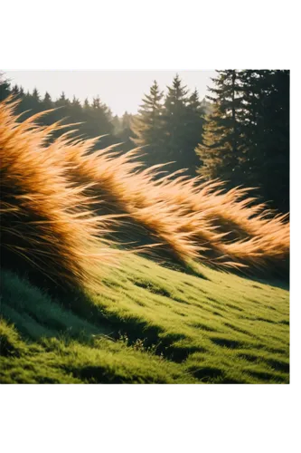 grasses in the wind,dune grass,needlegrass,long grass,grass fronds,silver grass,stipa,reed grass,grasses,wheat grasses,meadow fescue,grass grasses,yellow grass,feather bristle grass,strands of wheat,dried grass,muhlenbergia,grassland,hare tail grasses,ornamental grass,Photography,Documentary Photography,Documentary Photography 23