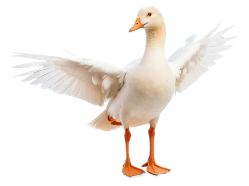 gooseander,cayuga duck,goose,brahminy duck,duck,snow goose,nile goose,greylag goose,easter goose,bird png,female duck,pato,duck bird,honk,tula fighting goose,ornamental duck,a pair of geese,platycercus,dodo,young goose,Art,Classical Oil Painting,Classical Oil Painting 35