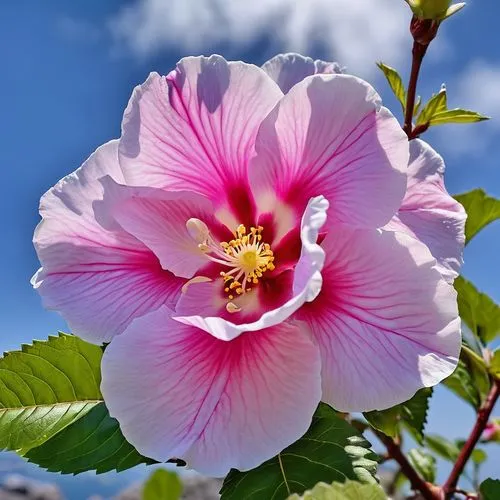 독도의 무궁화꽃,rose of sharon,hawaiian hibiscus,hibiscus rosasinensis,pink hibiscus,hibiscus rosa sinensis,hibiscus flower,hibiscus rosa-sinensis,rugosa rose,hollyhock flower,hibiscus flowers,chinese hibisc