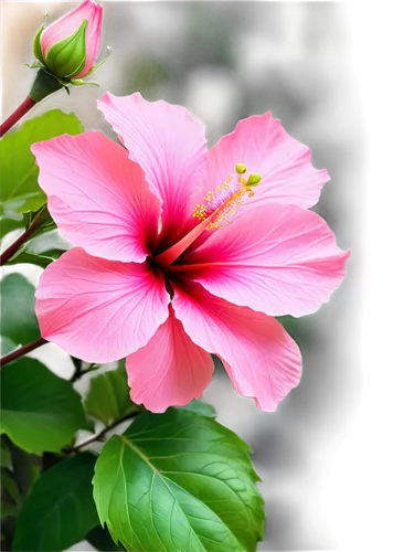 pink hibiscus,hibiscus flowers,hibiscus flower,hawaiian hibiscus,flowers png,hibiscus,flower background,hibiscus and leaves,chinese hibiscus,hibiscus-double,pink flower,hibiscus rosa-sinensis,pink floral background,flower pink,swamp hibiscus,pink flower white,rose of sharon,hibiscus rosasinensis,red hibiscus,paper flower background,Conceptual Art,Graffiti Art,Graffiti Art 09