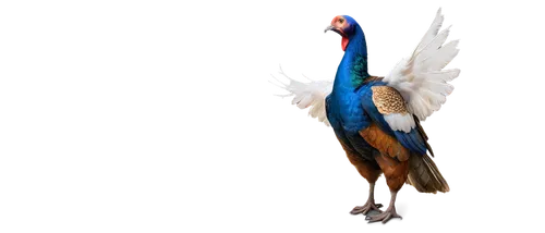 bird png,male peacock,blue and gold macaw,pheasant,confuciusornis,gouldian,peacock,alcedo,beautiful bird,an ornamental bird,alcedo atthis,poussin,ornamental bird,mandarin duck,decoration bird,blue crane,garrison,eurobird,mandarin,perrot,Illustration,Paper based,Paper Based 28