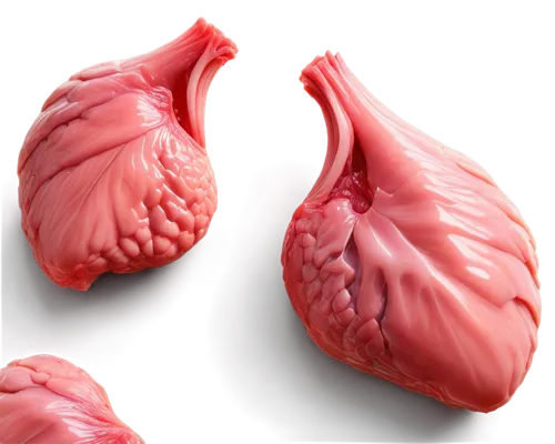 cardiovascular,myocardium,human cardiovascular system,pericardial,pericardium,tavr,myocarditis,ventricle,medical illustration,ventricular,human heart,septal,endocarditis,cardiac,aorta,heart care,atrial,pleurisy,cardiomyopathy,endocardial,Art,Classical Oil Painting,Classical Oil Painting 27