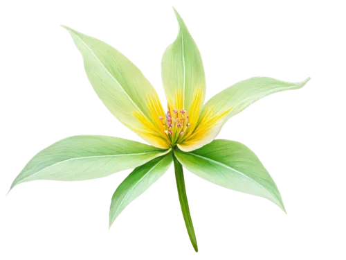 pineapple lily,lotus png,flowers png,natal lily,lily flower,ylang-ylang,guernsey lily,yellow canada lily,sego lily,lotus leaf,starflower,grass lily,lilium candidum,palm lily,white lily,exotic flower,magic star flower,lotus ffflower,madonna lily,peruvian lily,Conceptual Art,Graffiti Art,Graffiti Art 06