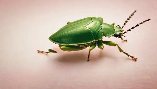 Create a romantic scene where a green stink bug is the symbol of love and hope.,green stink bug,leaf beetle,garden leaf beetle,shield bugs,coleoptera,katydid,brush beetle,forest beetle,miridae,jewel b