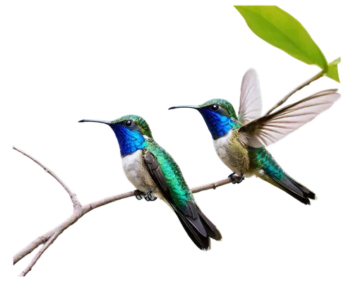 humming bird pair,hummingbirds,humming birds,sunbirds,colibri,colorful birds,bird hummingbird,humming bird,green-tailed emerald,rofous hummingbird,birds on a branch,ruby-throated hummingbird,chryssides,sunbird,bee hummingbird,birds on branch,bird couple,pajaros,calliope hummingbird,broadbills,Conceptual Art,Graffiti Art,Graffiti Art 10