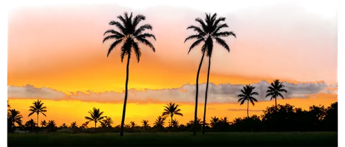 Vibrant orange sunset, warm glowing sky, few puffy clouds, palm trees silhouettes, gentle breeze, tranquil atmosphere, golden light, soft focus, panoramic view, 1/3 composition, shallow depth of field