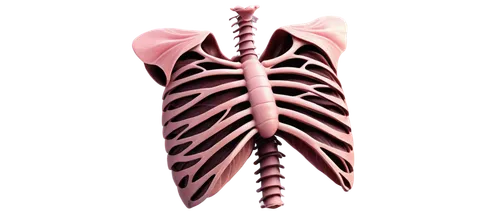 lungs,bronchial,carcinoid,respiratory,tachypnea,emphysema,pulmonic,lung,pulmonary,rib cage,ribcage,mediastinum,lung cancer,aorta,expiratory,bronchioles,bronchiectasis,dyspnea,pulmonology,oxygenator,Illustration,Realistic Fantasy,Realistic Fantasy 06