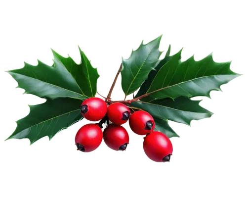 holly wreath,holly berries,christmas background,christmas motif,xmas plant,wreath vector,christmasbackground,derivable,christmas wreath,christmas balls background,christmas flower,holly leaves,flower of christmas,christmas wallpaper,fir tree decorations,christmas colors,christmas border,yuletide,mistletoe berries,holly bush,Conceptual Art,Fantasy,Fantasy 28