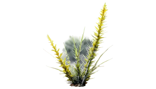 sweet grass plant,eleocharis,spikelets,feather bristle grass,lomandra,needlegrass,green wheat,lycopodium,wheat germ grass,wheat grass,eelgrass,garbarnia,hordeum,citronella,grasses,wheat grasses,equisetum,myriophyllum,blade of grass,pennisetum,Photography,Fashion Photography,Fashion Photography 19